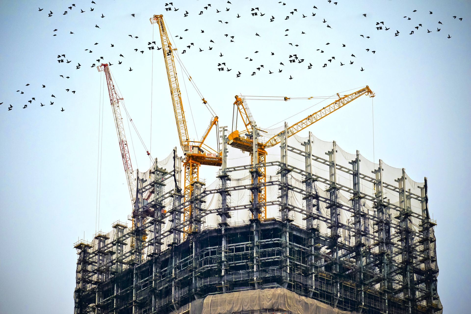 Construction Forging - A constructed building with cranes and flock of birds